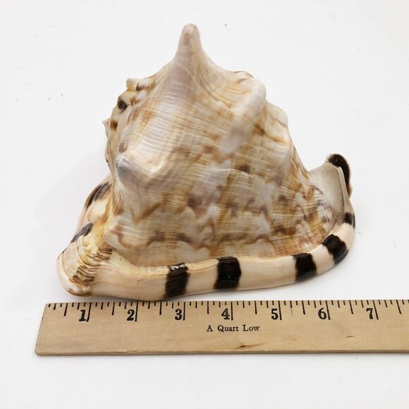 Horned Tiger Striped Conch Shell 7x5x5 inches Vintage large - Picture 6 of 7